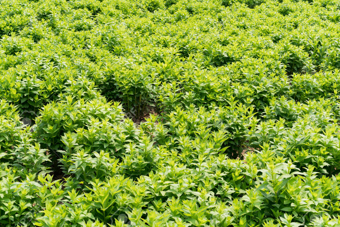 Chinese Herbal Medicine Forsythia Suspense Stock Photo Picture And Royalty Free Image Image 105268792