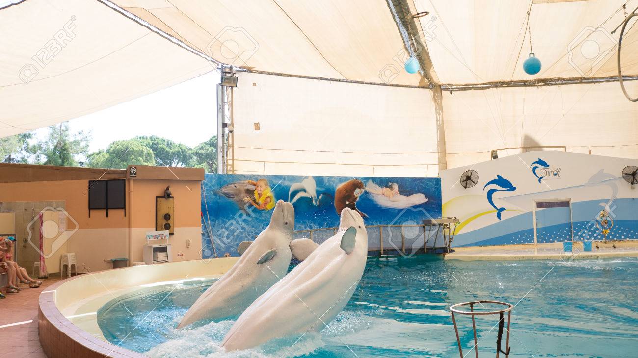 ベレキ トルコ 14 年 10 月 4 日 イルカのショー トロイのイルカ水族館 テール スタンドを実行する 2 つのシロイルカのクジラ の写真素材 画像素材 Image