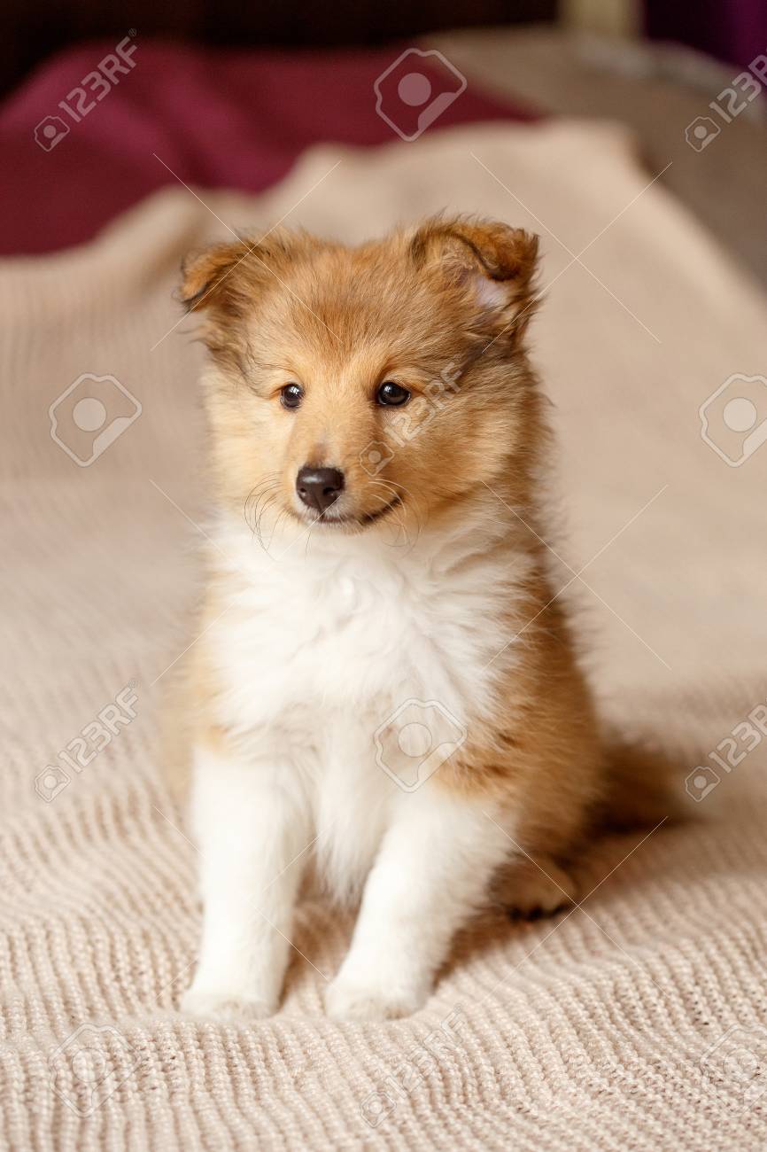 buy sheltie puppy