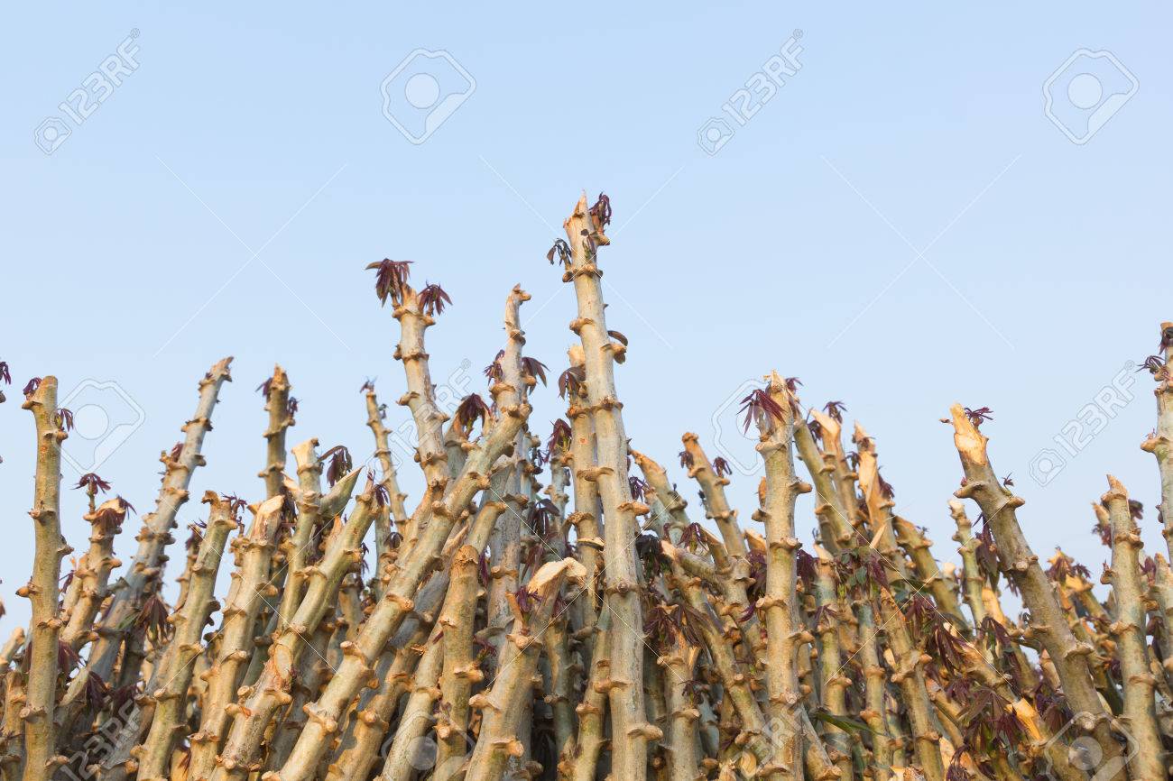 タイのキャッサバ マニオク植物の早生品種 の写真素材 画像素材 Image