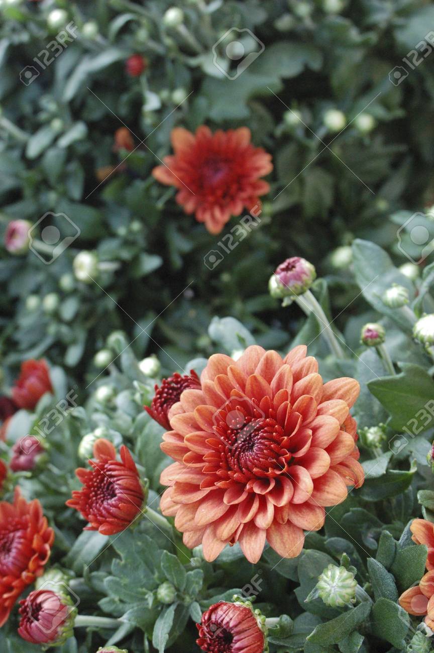 etiam-dictum-ipsum-a-felis