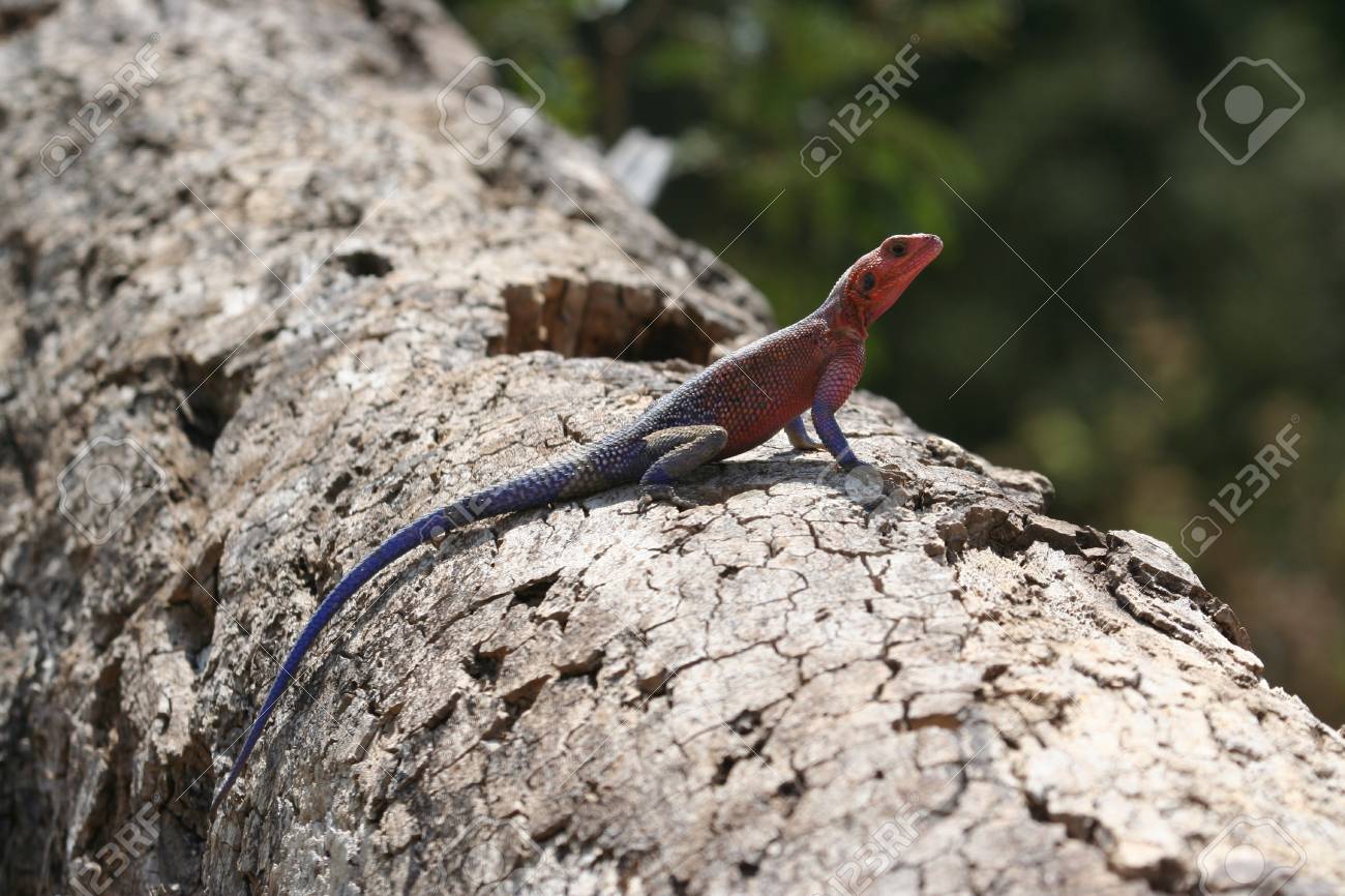 ムワンザ フラット向かったアガマトカゲ の写真素材 画像素材 Image