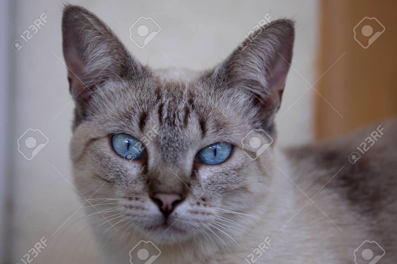 青目の猫 の写真素材 画像素材 Image