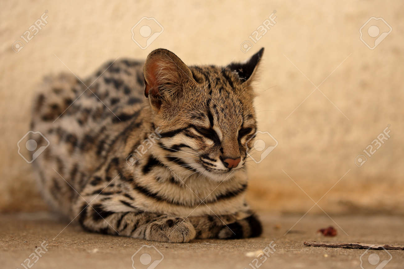 タイガー猫やブラジルからオセロット猫 の写真素材 画像素材 Image