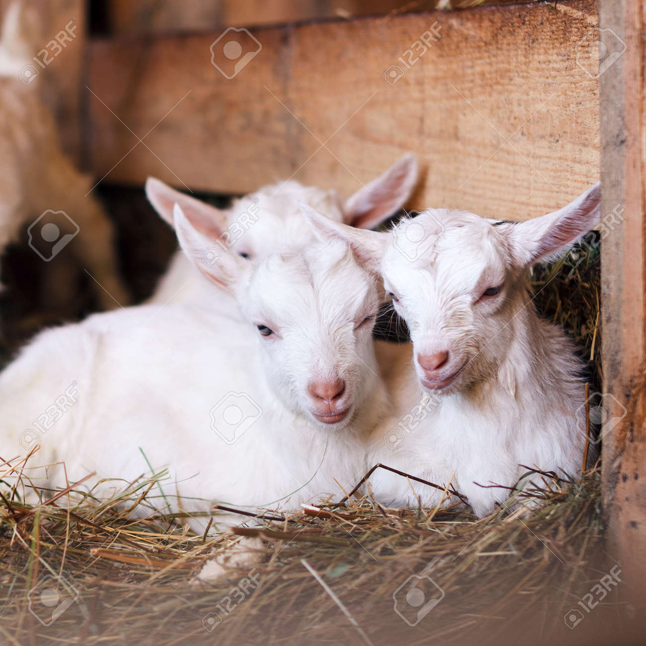 White And Cute Baby Goats In A Barn Stock Photo Picture And