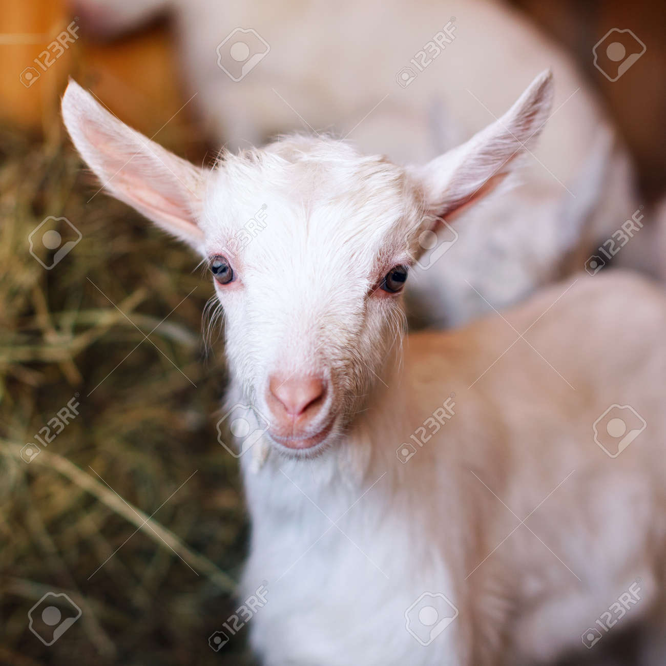 White And Cute Baby Goats In A Barn Stock Photo Picture And
