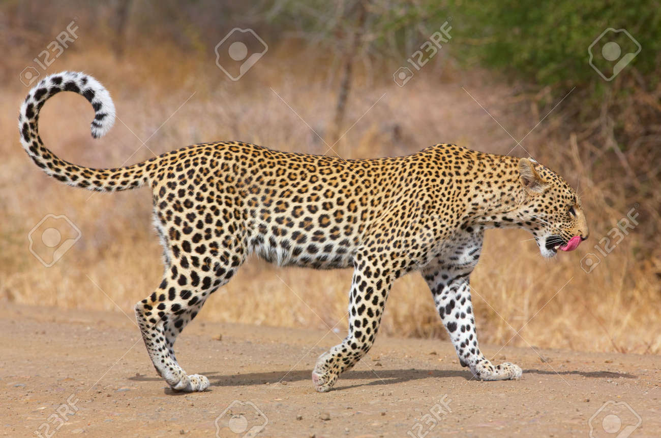 ヒョウ ヒョウ 南アフリカ共和国の自然保護区で食事の後 道を歩いて の写真素材 画像素材 Image