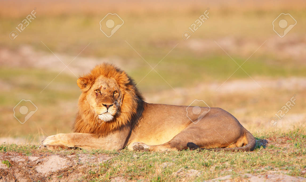 etiam-dictum-ipsum-a-felis