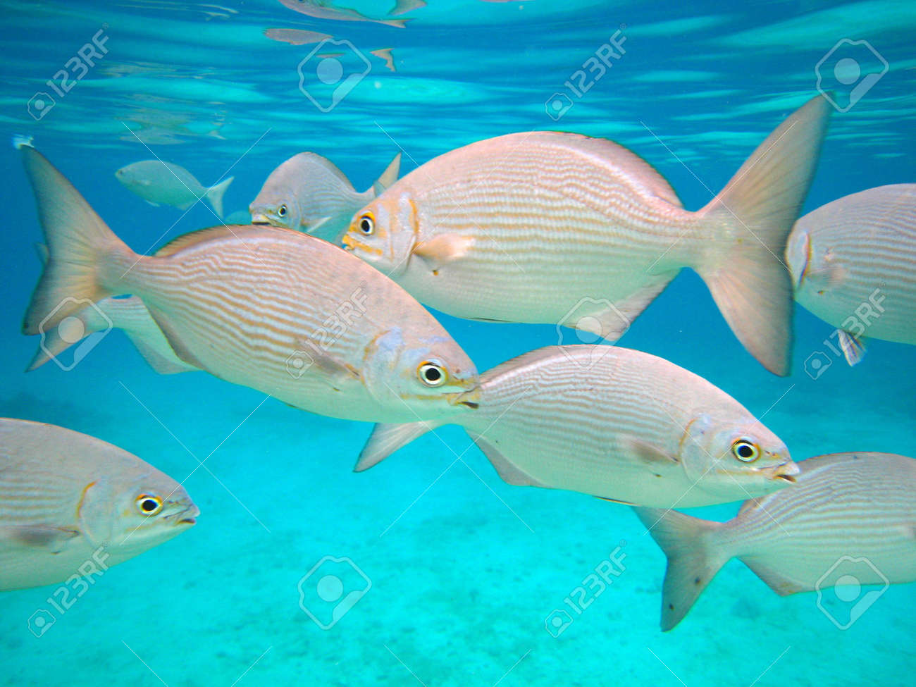 鯛の明るくカラフルな水中写真 の写真素材 画像素材 Image 鯛の明るくカラフルな水中写真 の写真素材 画像素材 Image