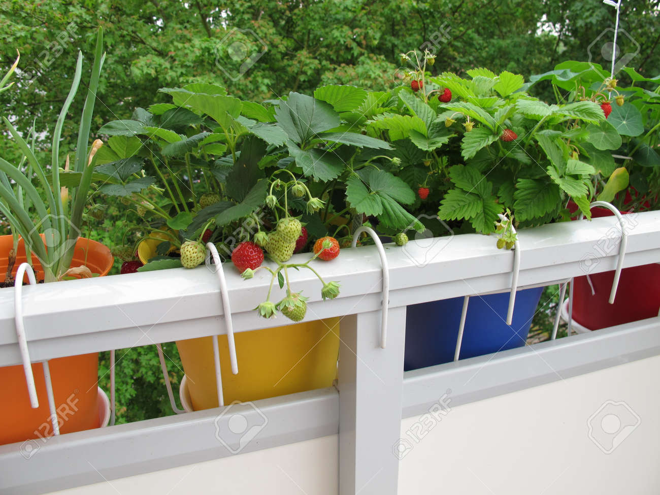 Erdbeeren In Blumentöpfen Auf Dem Balkon Lizenzfreie Fotos, Bilder ... Erdbeeren In Blumentöpfen Auf Dem Balkon Lizenzfreie Fotos, Bilder ...