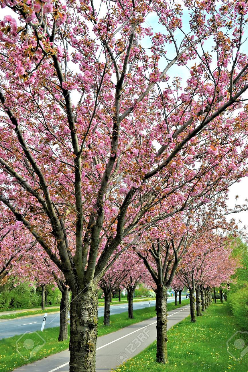flowering cherry trees along
