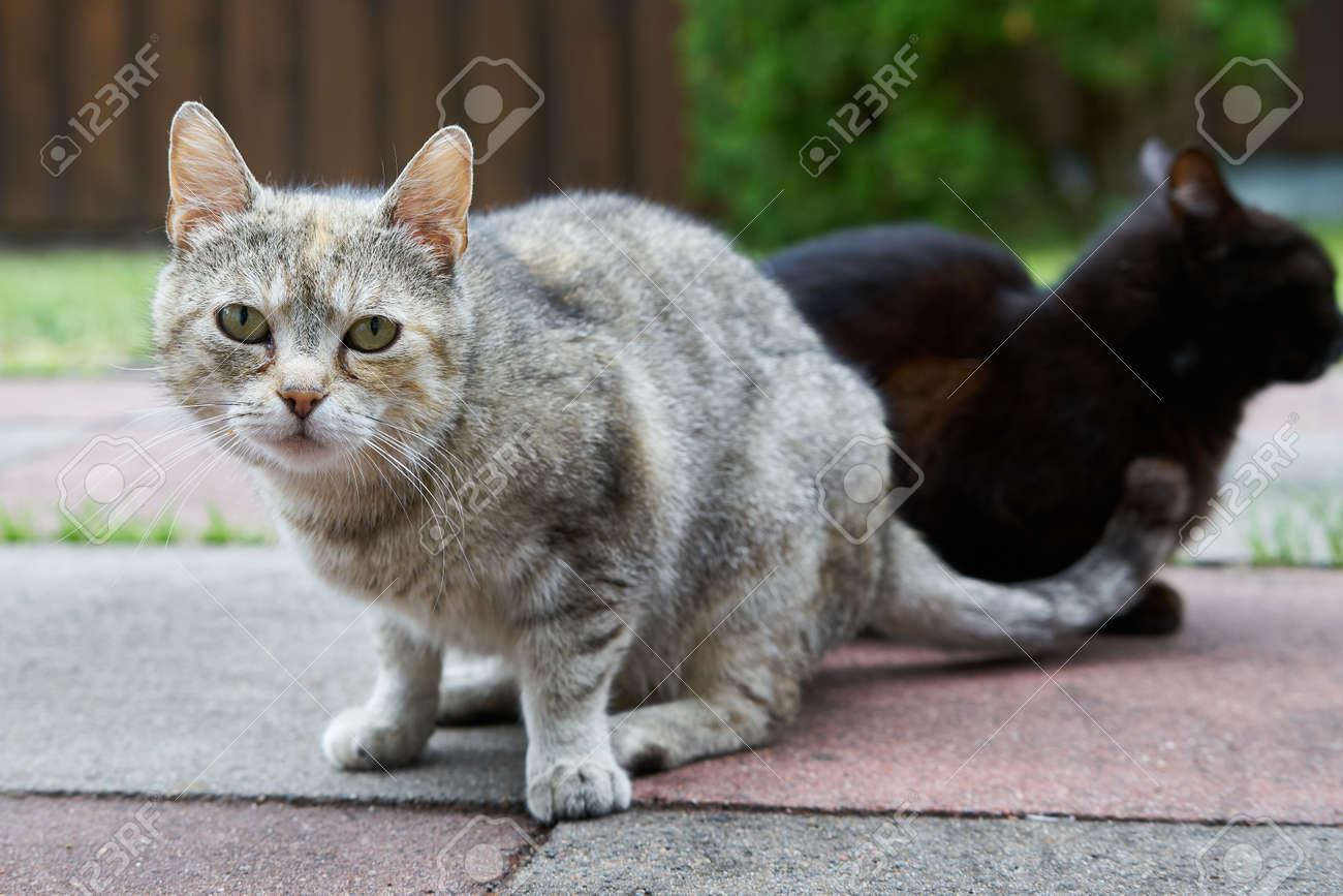通路に 2 つの好奇心が強い猫 の写真素材 画像素材 Image 9661