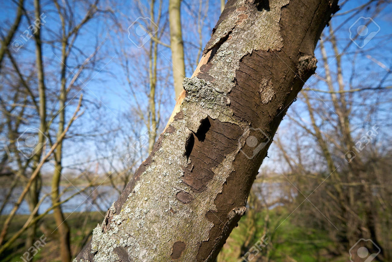 Dead Sycamore Maple In Magdeburg With Symptoms Of Sooty Bark Disease Caused By The Fungus Cryptostroma Corticale Stock Photo Picture And Royalty Free Image Image 144896312