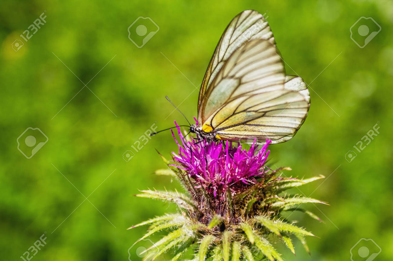 etiam-dictum-ipsum-a-felis