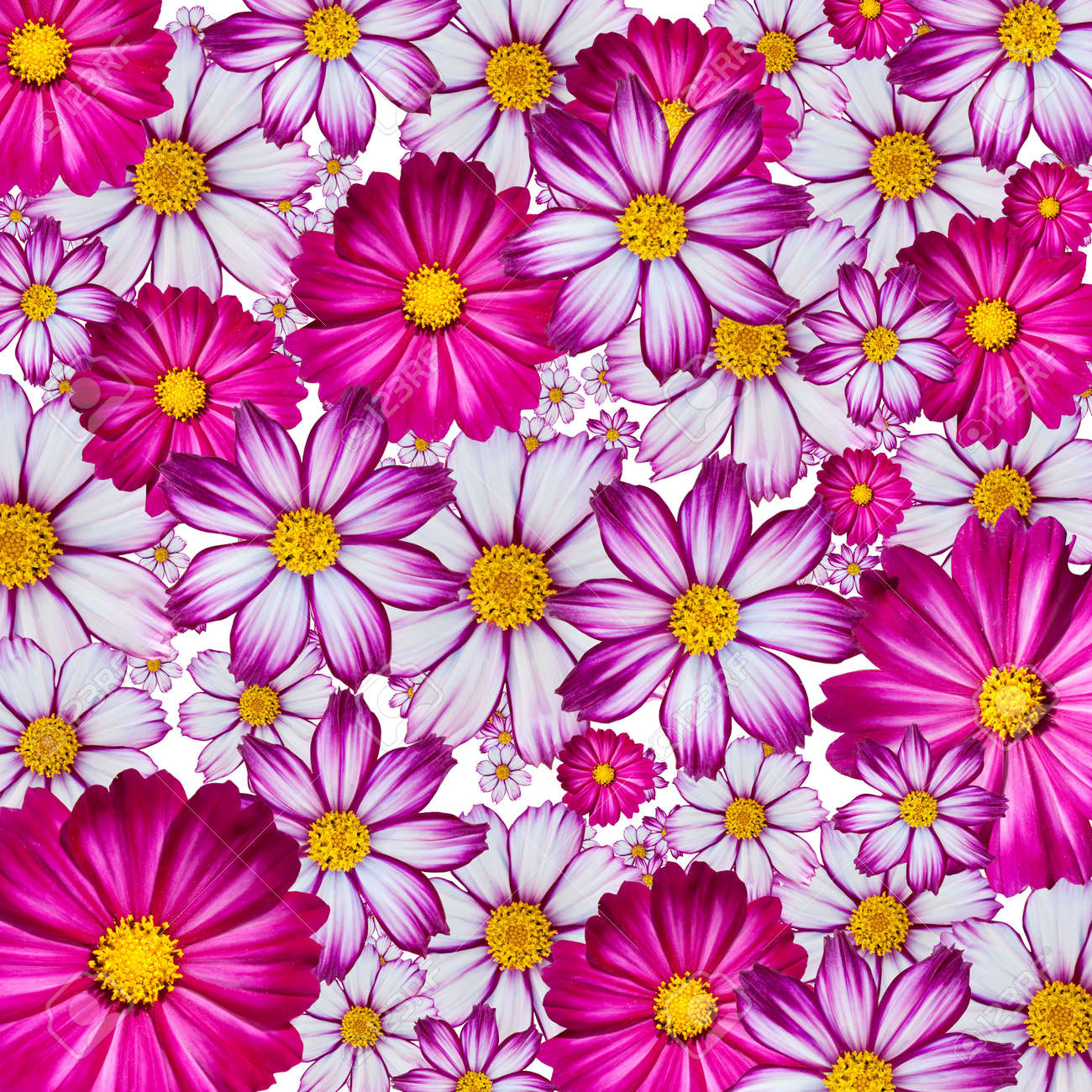 壁紙またはすべてをカバーするランダムなピンク 白と紫の花の背景 の写真素材 画像素材 Image