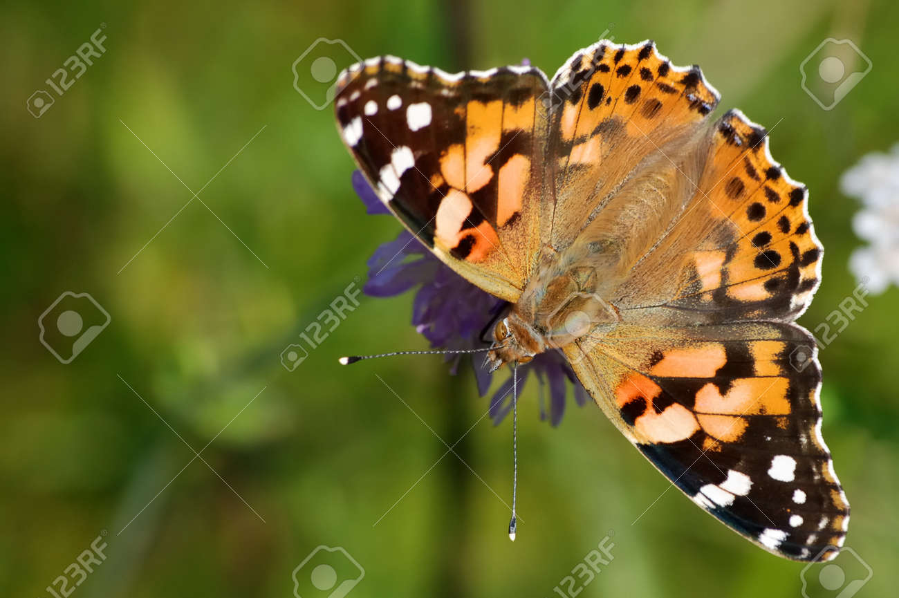 etiam-dictum-ipsum-a-felis