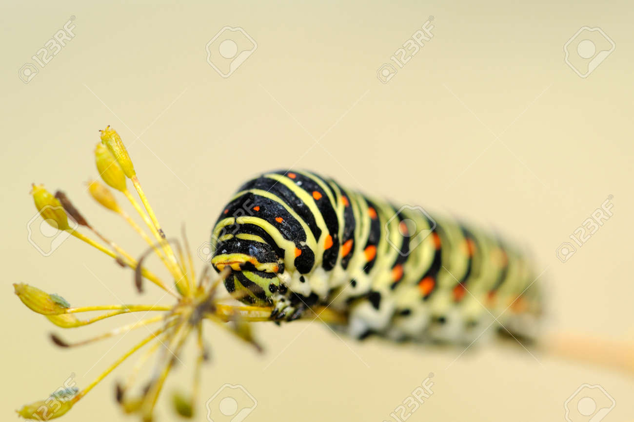 Caterpillar Of The Old World Swallowtail Papilio Machaon A - 