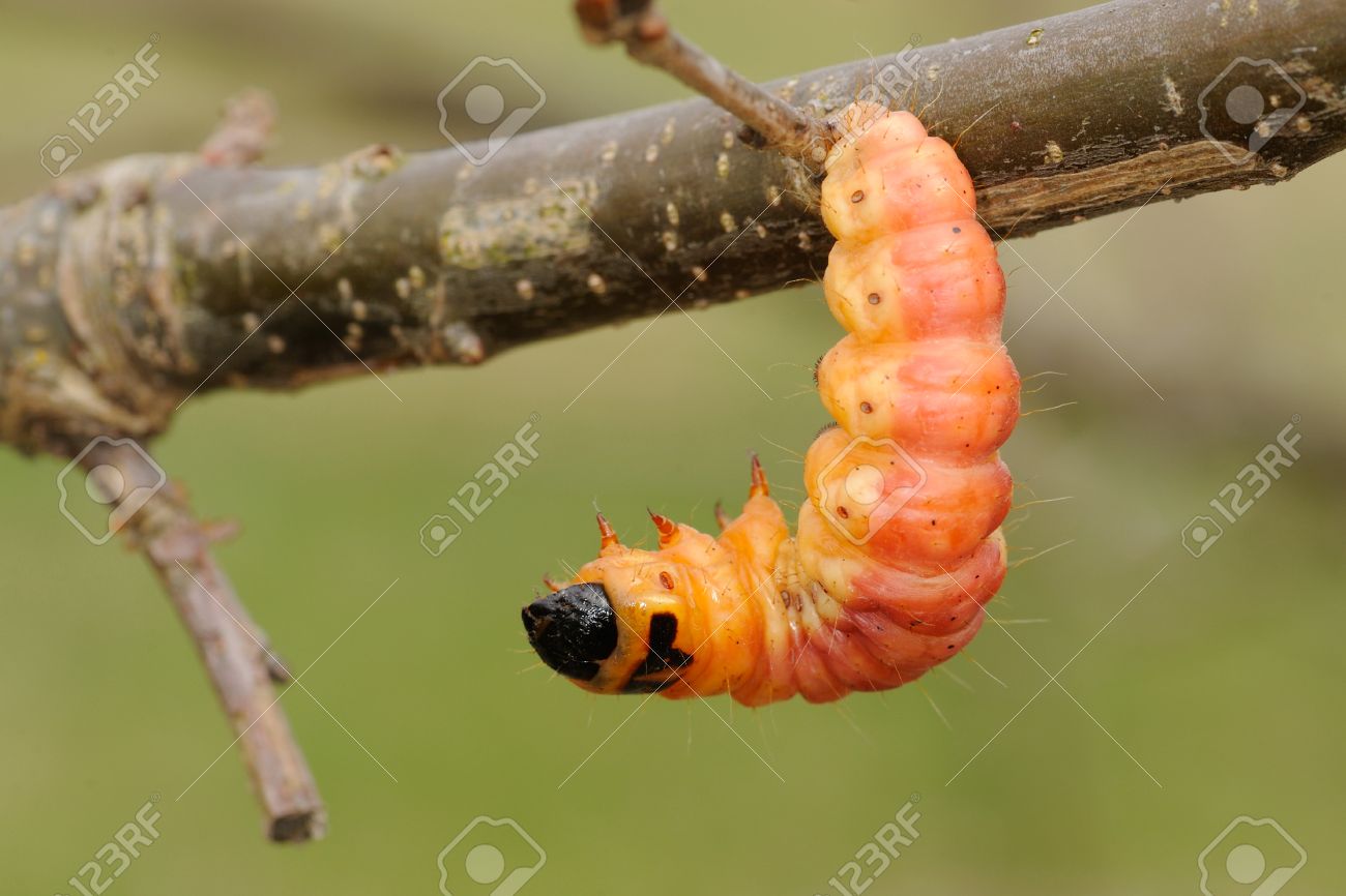 large orange caterpillar of