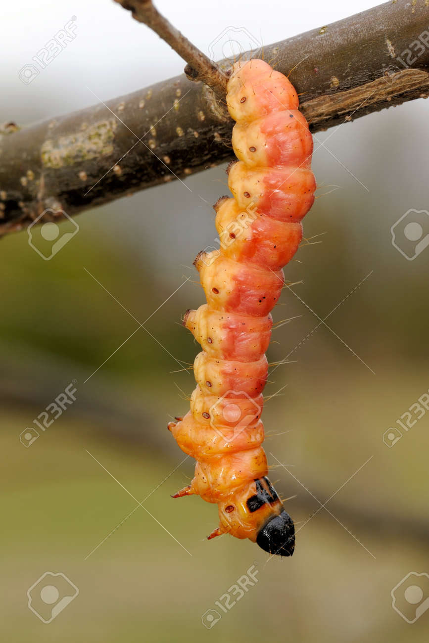 large orange caterpillar of