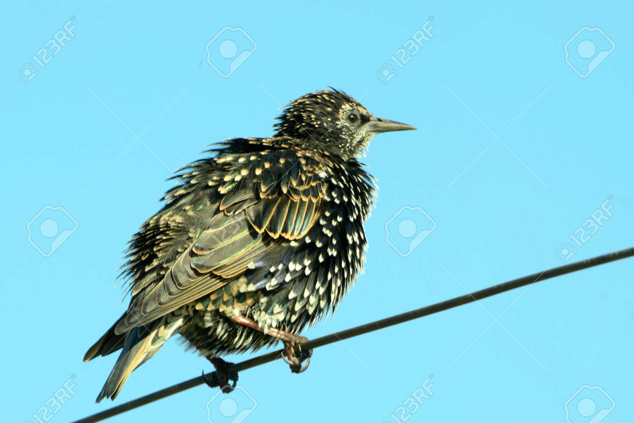 ホシムクドリ 托卵尋常性 ホシムクドリ またはイギリス諸島 ムクドリだけでも呼ばれますは ムクドリの家族むくどりの中型のスズメ目の鳥です の写真素材 画像素材 Image