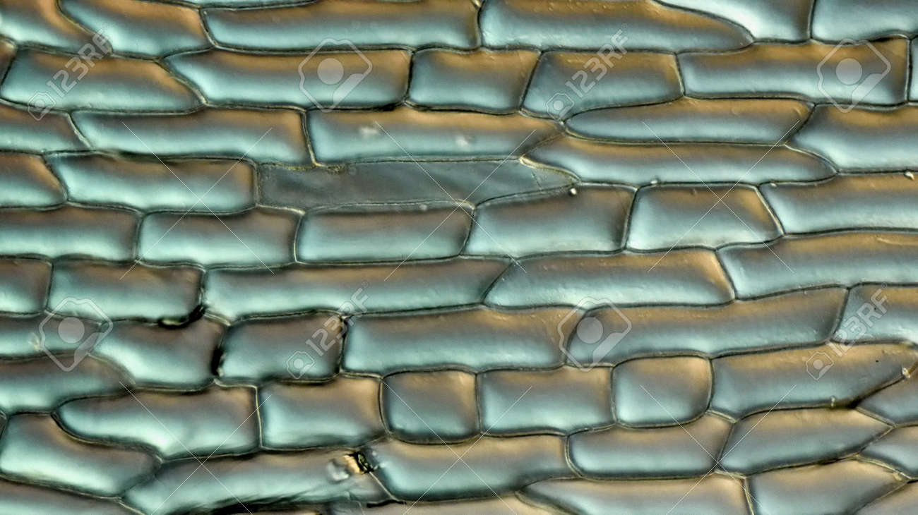 細胞壁とタマネギ球根スケール表皮細胞の細胞小器官 の写真素材 画像素材 Image 34302370