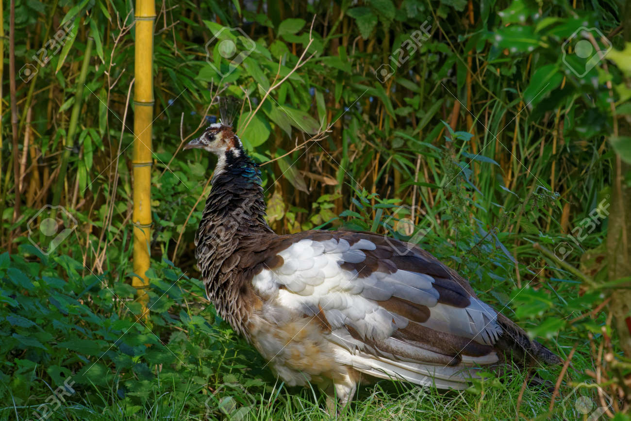 La Grue Couronnée Noire Balearica De Pavonina Est Un Oiseau Dans La Famille De La Grue Gruidae