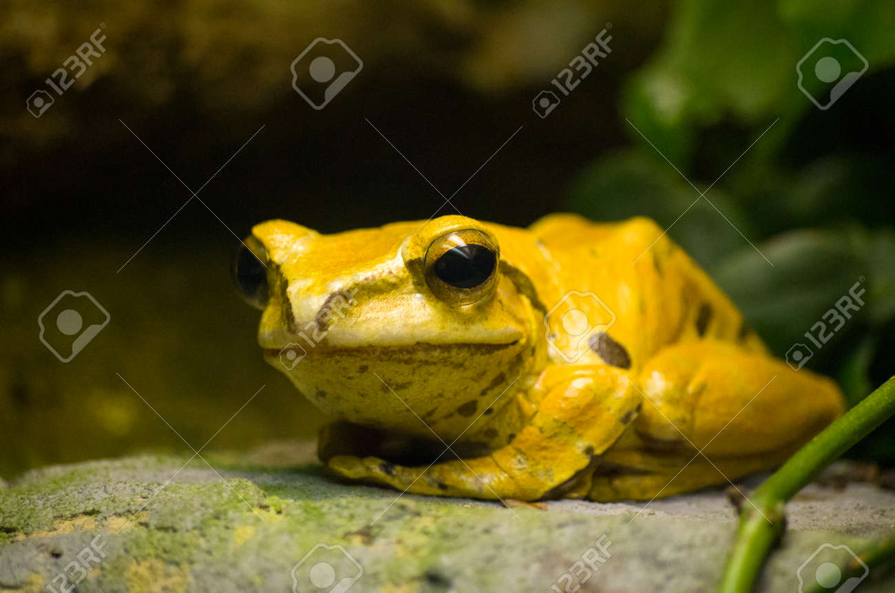 etiam-dictum-ipsum-a-felis