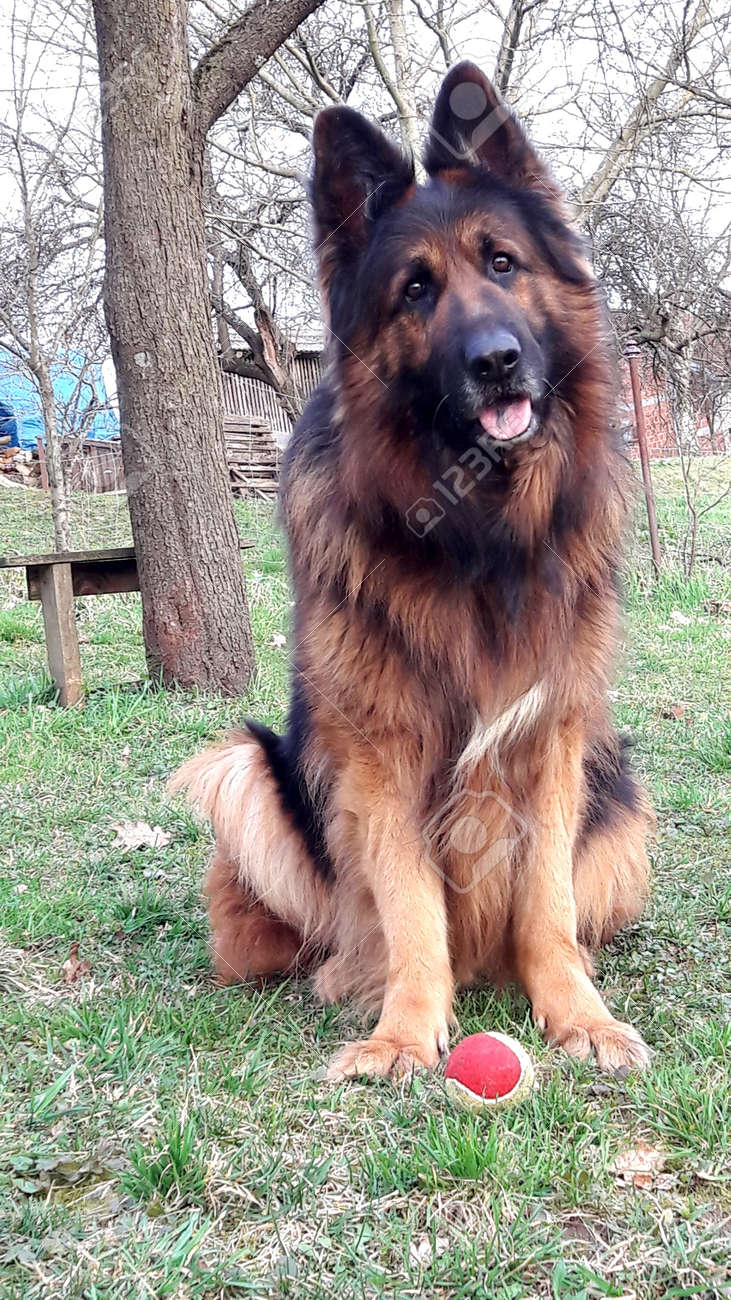 red haired german shepherd