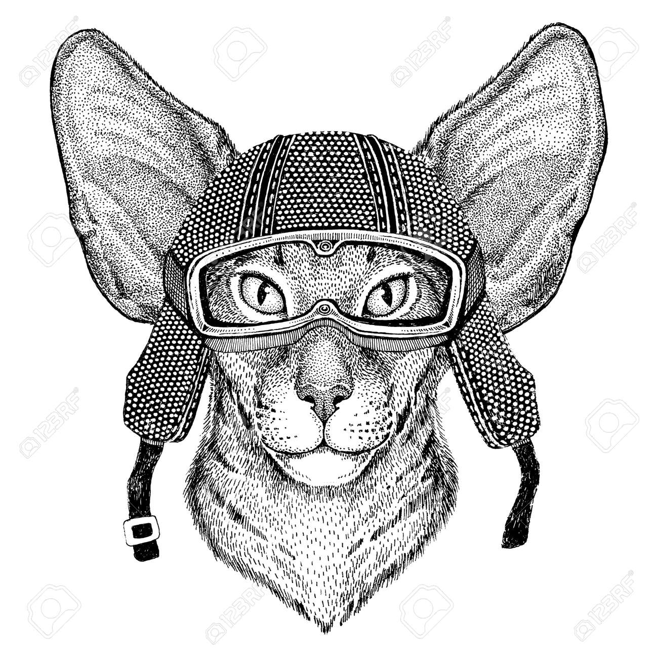 Chat Oriental Avec De Grandes Oreilles Portant Un Casque De Moto