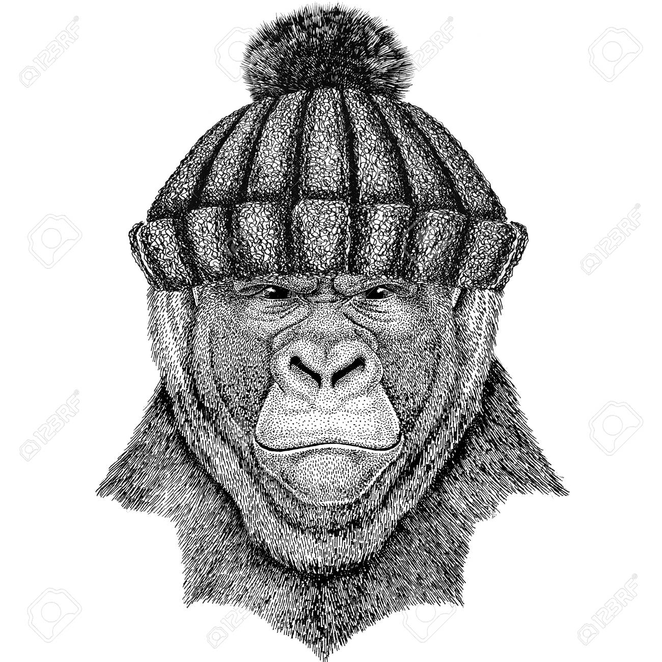 ゴリラ 猿 類人猿恐ろしい動物着て冬ニット帽子 の写真素材 画像素材 Image