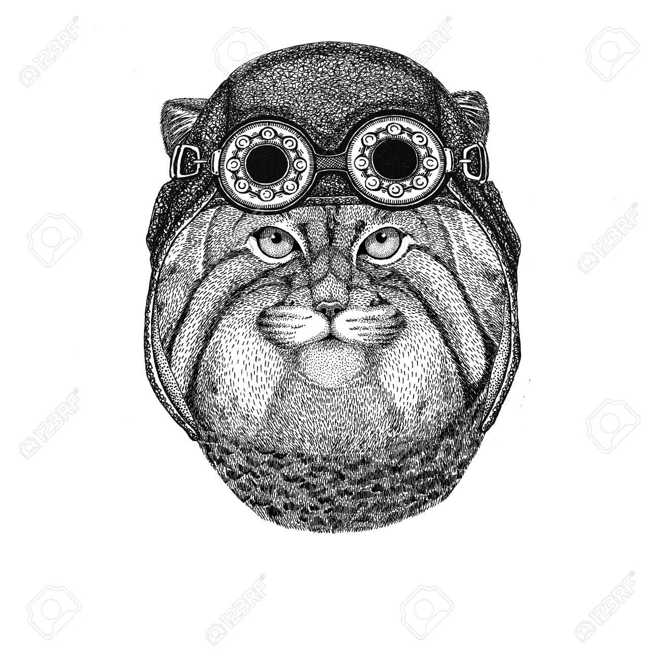 野生の猫マヌルネコ着てアビエイター オートバイ ハット帽子眼鏡アビエイター 二輪車用イラストのバイカーのための野生動物の T シャツ の写真素材 画像素材 Image