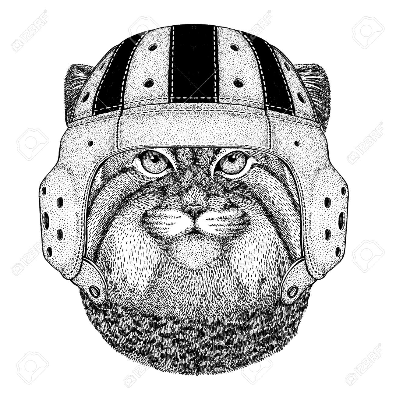 野生の猫マヌルネコ野生動物のラグビーの身に着けているヘルメット スポーツ イラスト の写真素材 画像素材 Image