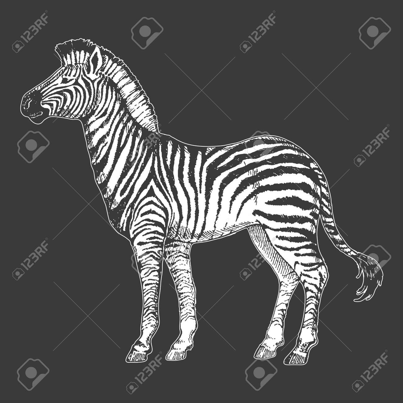zebra badge