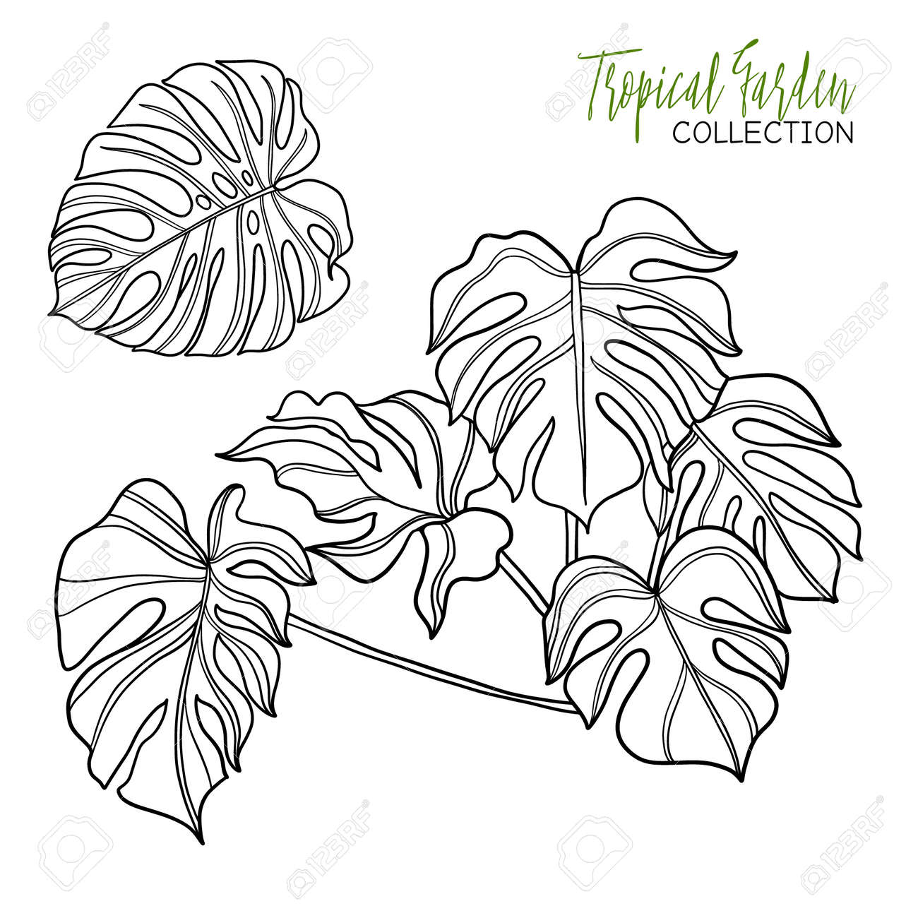 モンステラ 熱帯の植物です ベクトルの図 大人およびより古い子供のための塗り絵 ページを着色 図面の概要を説明します のイラスト素材 ベクタ Image