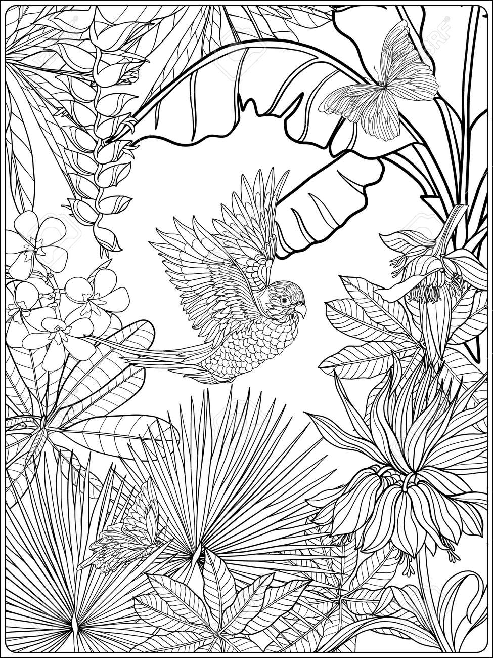 Tropical Oiseaux Et De Plantes Sauvages Collection De Jardin Tropical Coloriage Livre à Colorier Pour Les Adultes Et Les Enfants Plus âgés Outline