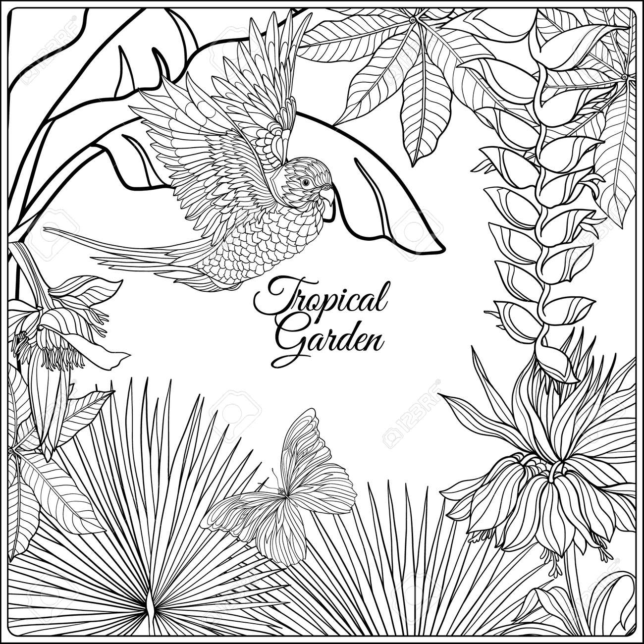 Oiseaux Tropicaux Sauvages Et Des Fleurs Et De Lespace Pour Le Texte Livre à Colorier Pour Les Adultes Et Les Enfants Plus âgés Coloriage Outline
