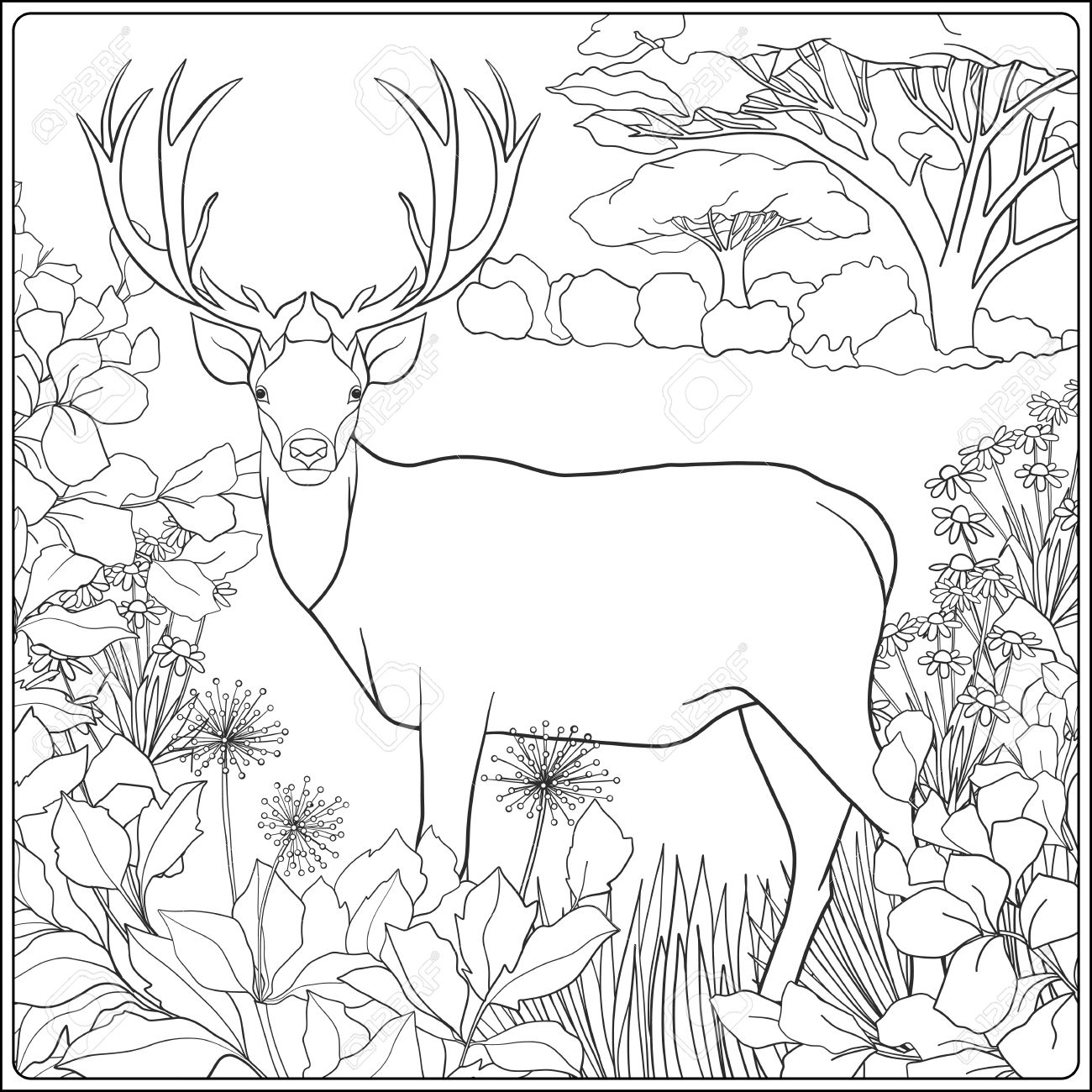 54+ Coloring Book Deer Pictures Picture HD 54+ Coloring Book Deer Pictures Picture HD