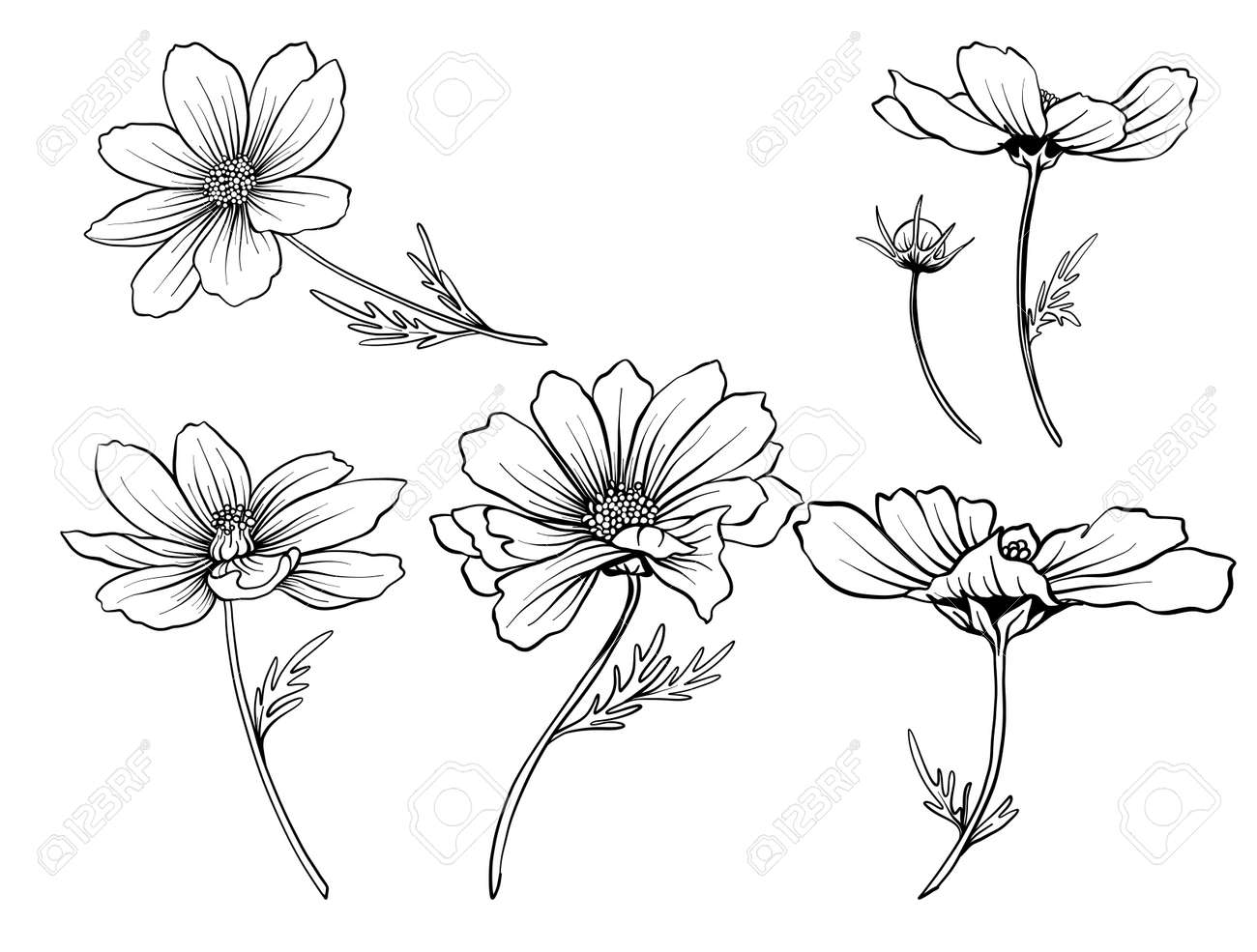 Cosmos flowers. Set of outline flowers.