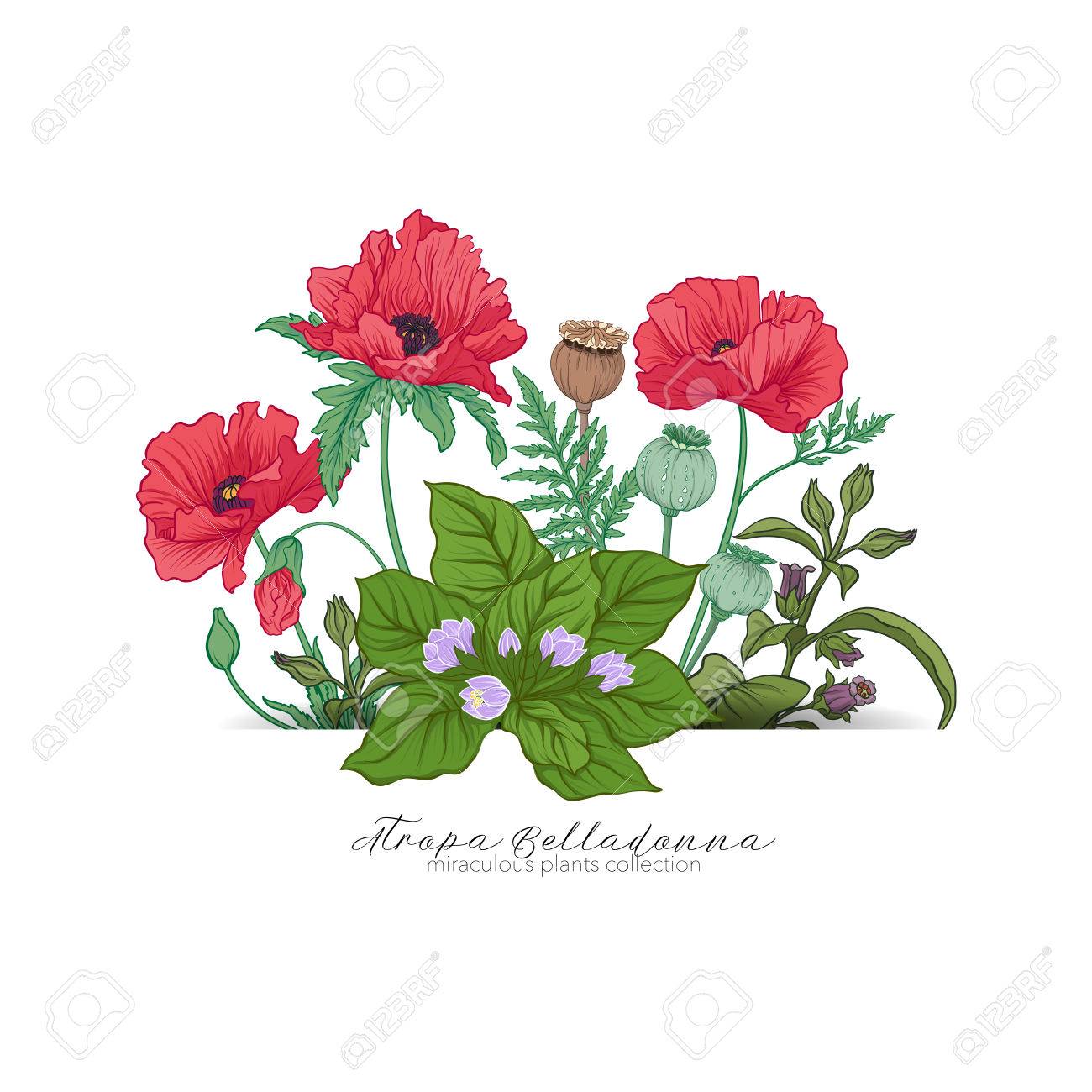 ケシ ベラドンナ マンドラゴラ 奇跡的な植物のセット のイラスト素材 ベクタ Image