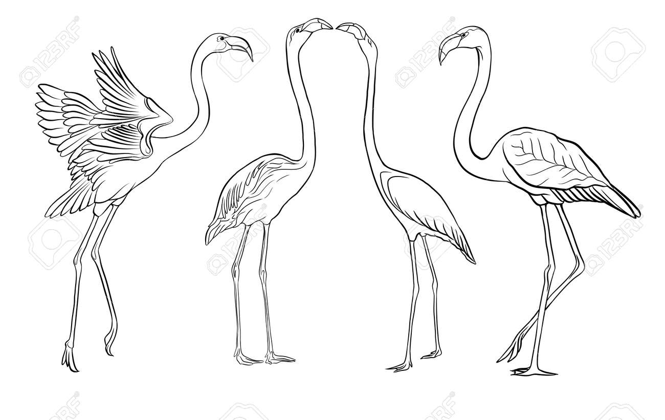 Beautiful hand drawn outline vector illustration with flamingo. Isolated on white background. - 106868713 Beautiful hand drawn outline vector illustration with flamingo. Isolated on white background. - 106868713