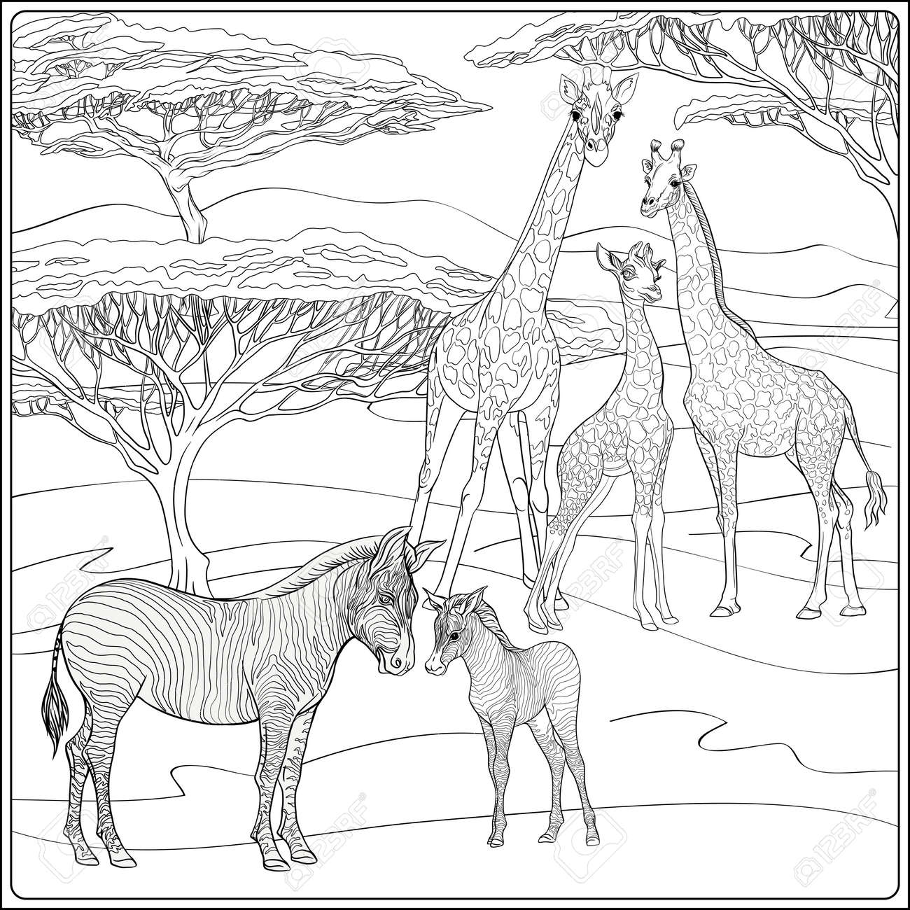 5800 Coloring Pages Zebra , Free HD Download 5800 Coloring Pages Zebra , Free HD Download