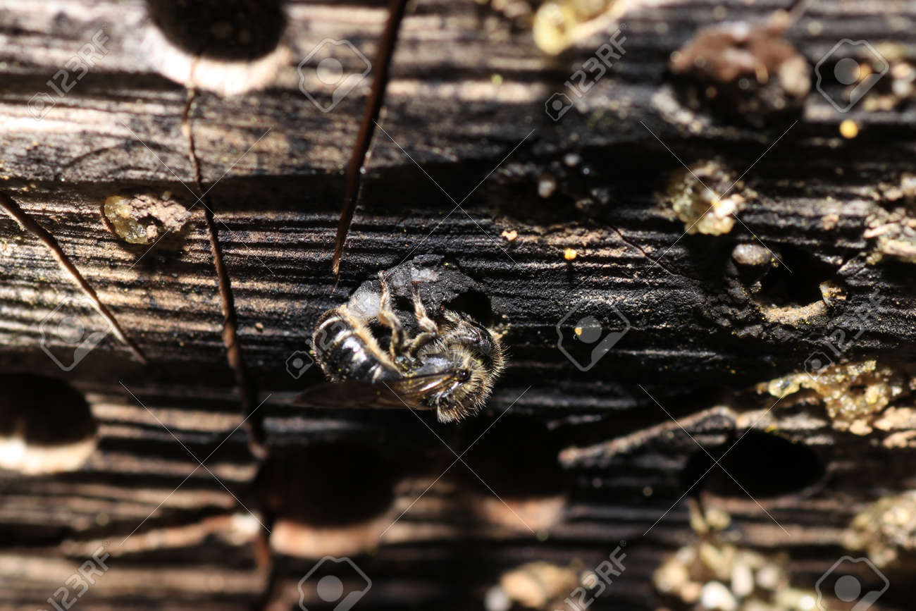 An insect hotel can be easily made from a variety of materials and is very good at watching the insects - 139079952 An insect hotel can be easily made from a variety of materials and is very good at watching the insects - 139079952