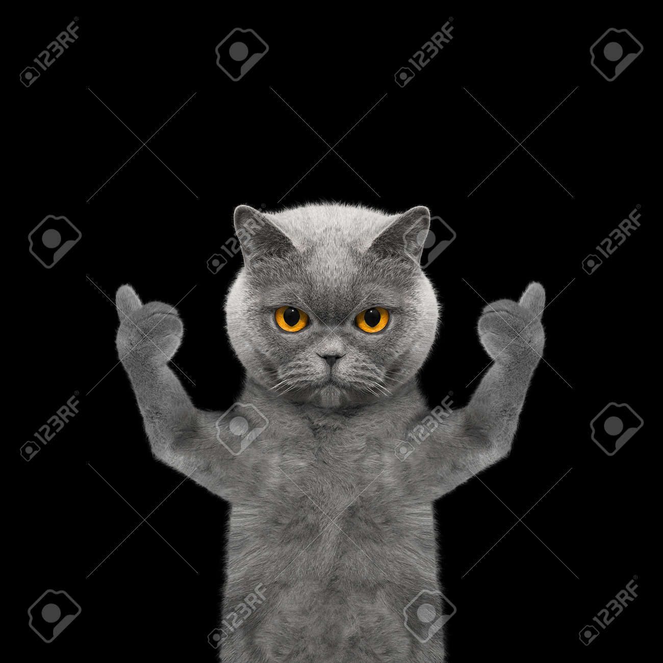 Chat Montrant Le Pouce Vers Le Haut Et Se Felicite Isoler Sur Fond Noir Banque D Images Et Photos Libres De Droits Image Chat Montrant Le Pouce Vers Le Haut Et Se Felicite Isoler Sur Fond Noir Banque D Images Et Photos Libres De Droits Image