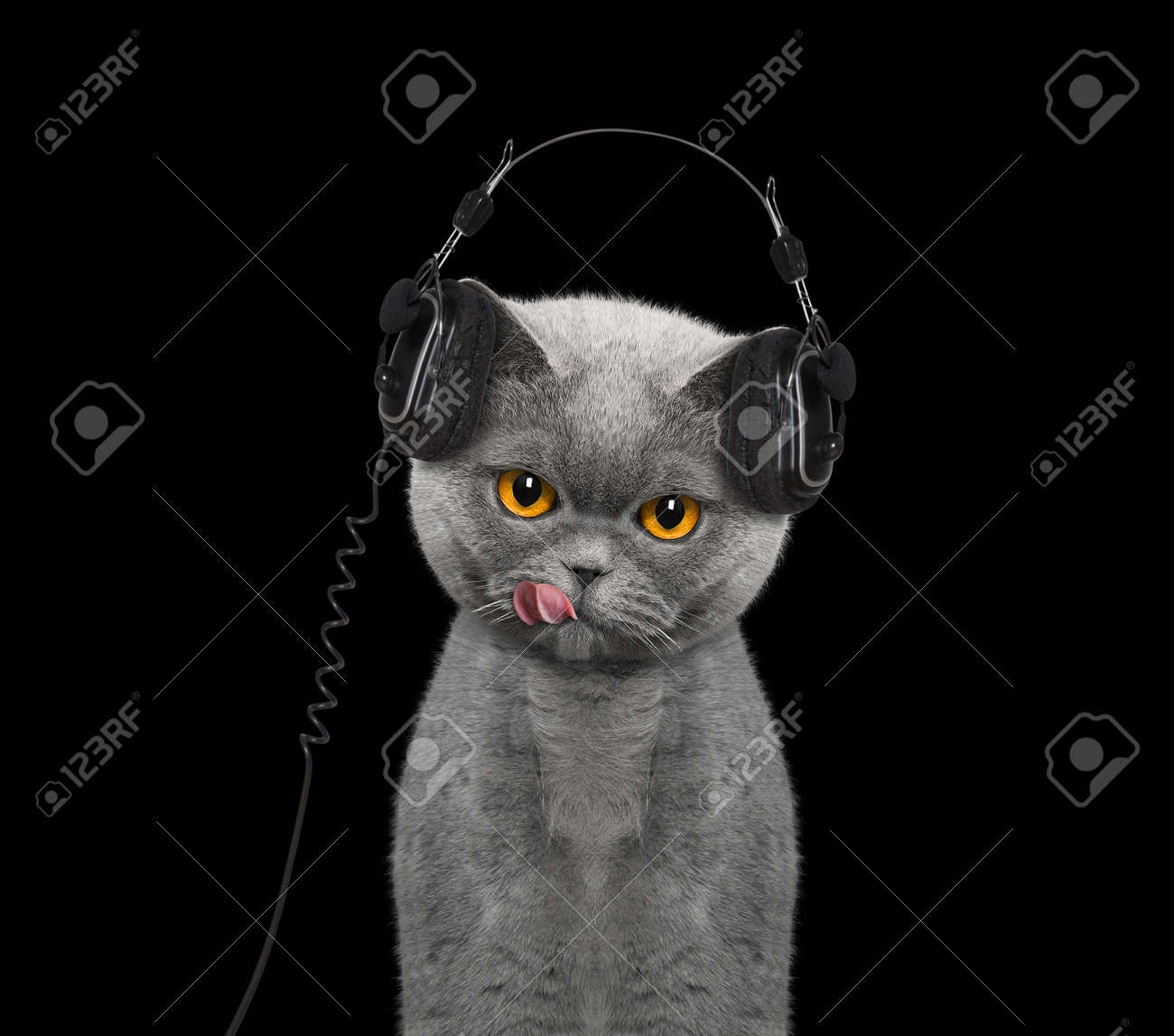 Cat Listening To Music And Enjoy It Isolated On Black Stock Photo Picture And Royalty Free Image Image 59564988