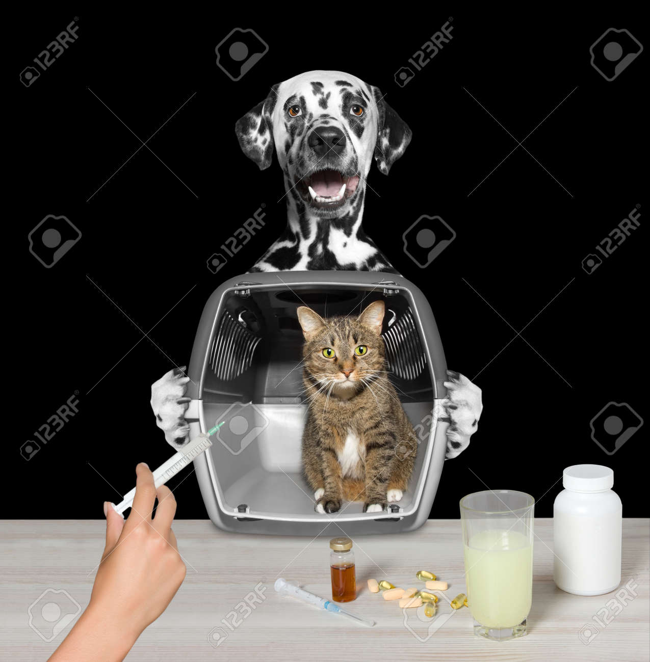 Chien A Son Ami De Chat Chez Le Veterinaire Isole Sur Noir Banque D Images Et Photos Libres De Droits Image