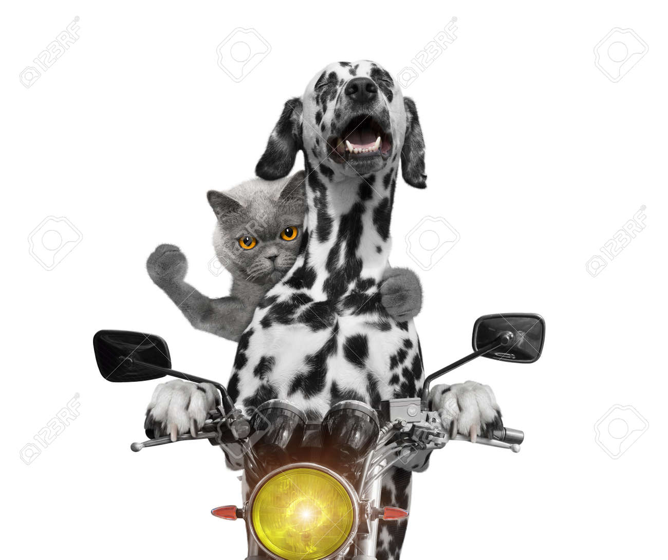Joyeux Chien Et Chat Roulant Sur Une Moto Isolé Sur Blanc