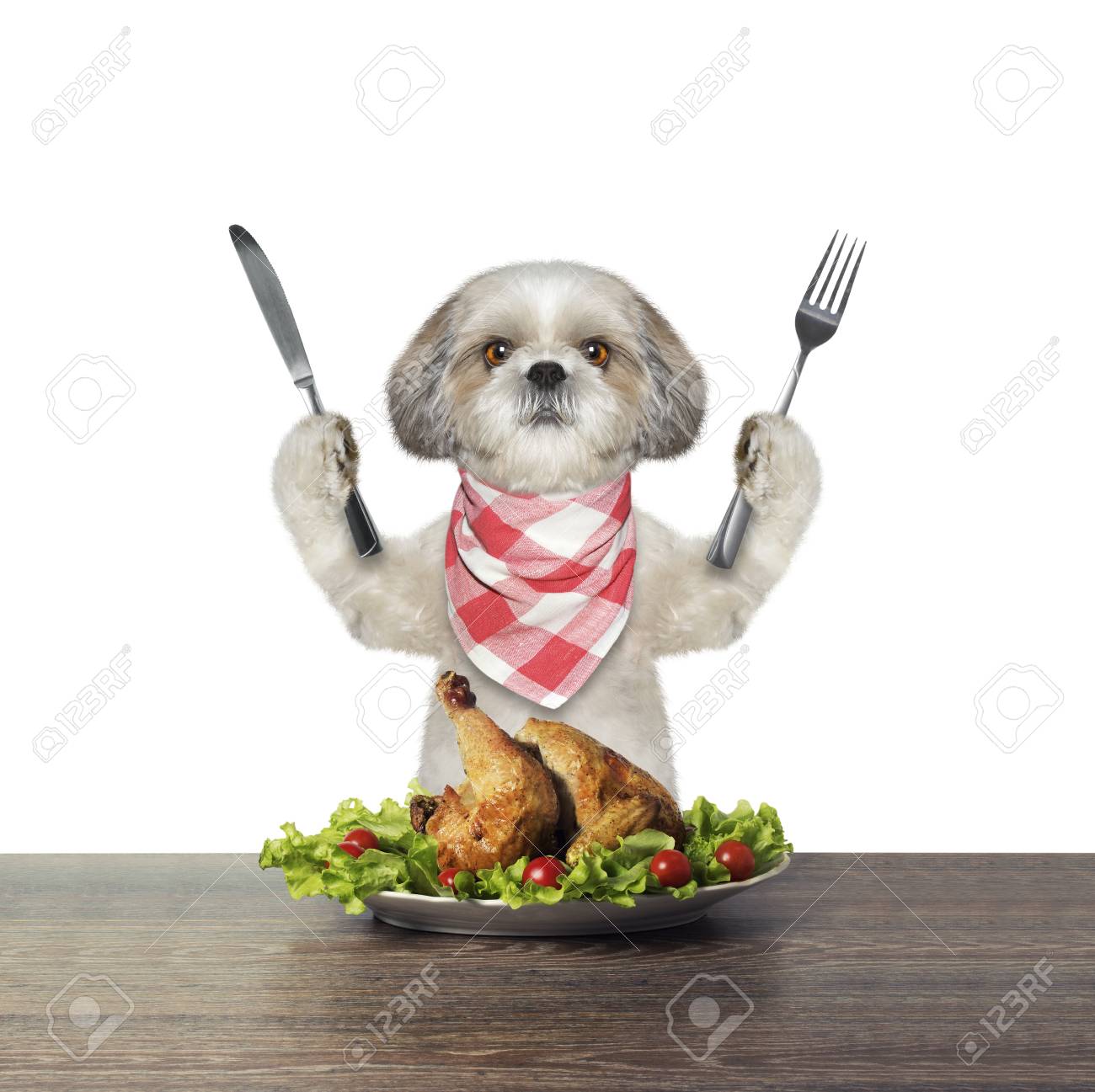 dog eating chicken