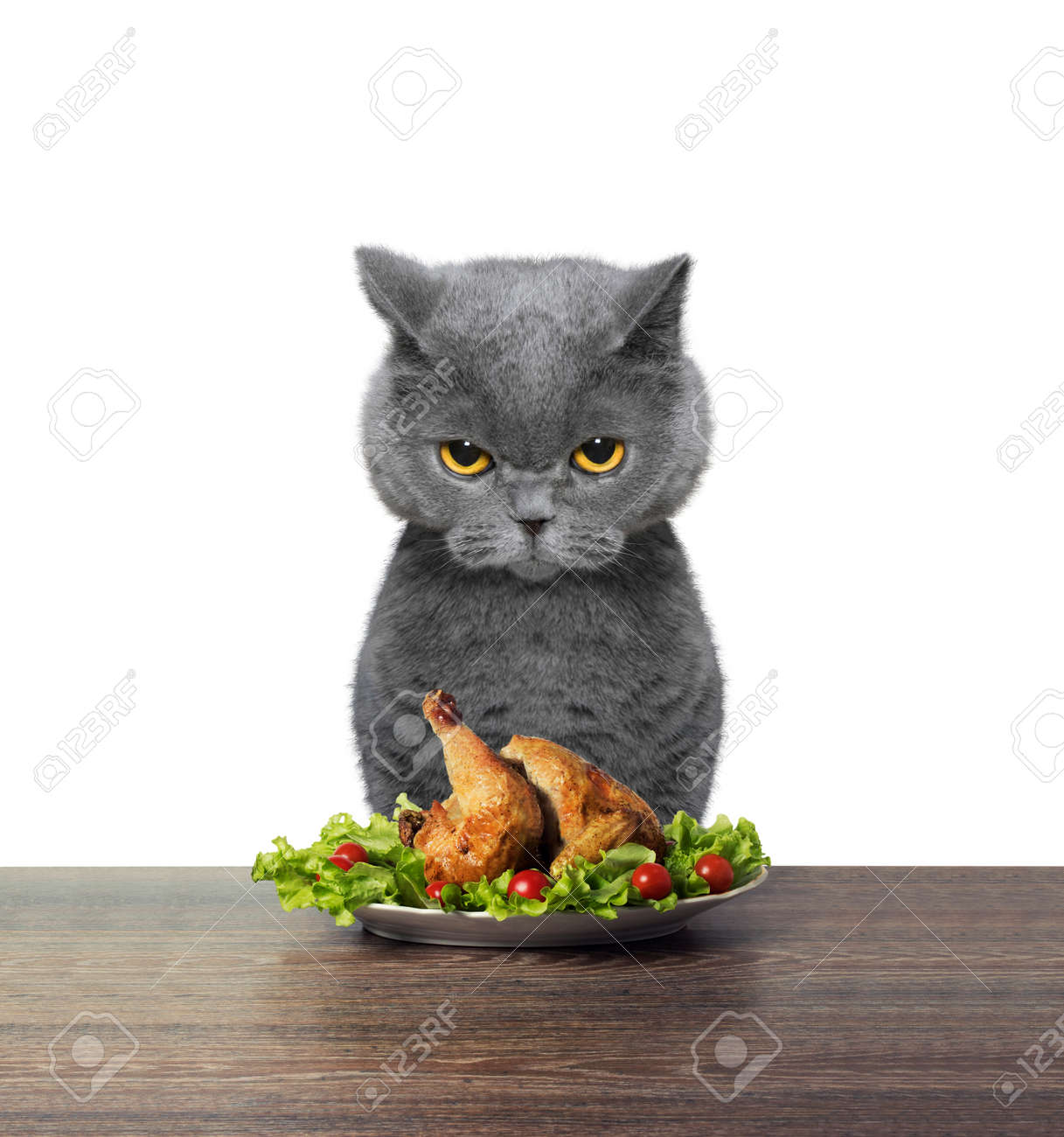 cat eating chicken