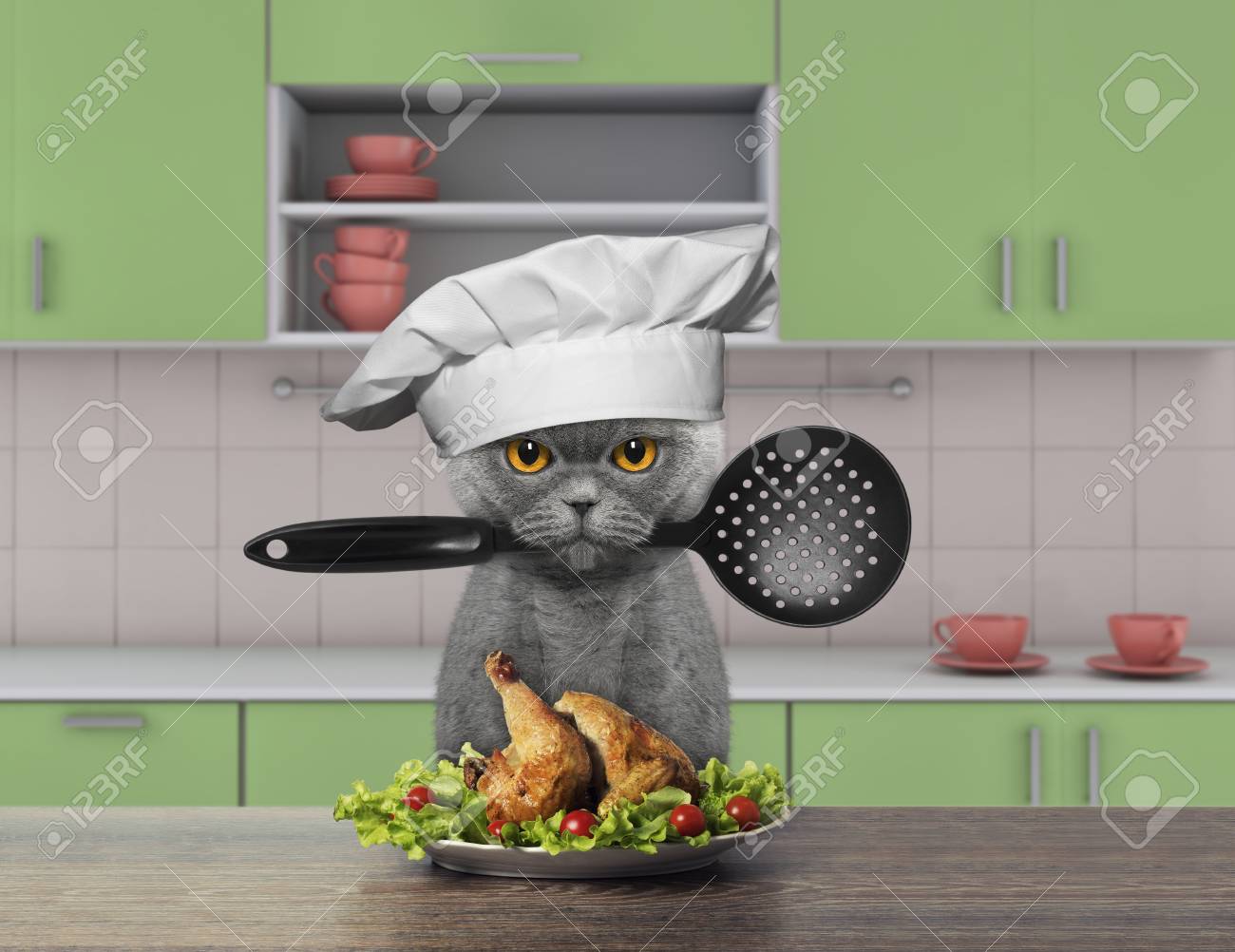 cooking with a cat