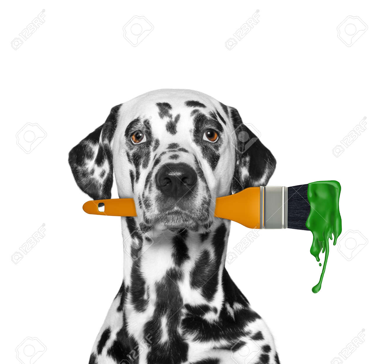 dalmatian brush